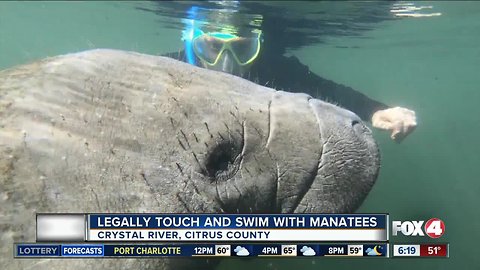 Swim and touch manatees in Crystal RiverThe Crystal River in Citrus County is the only place in the United States that will allow visitors swim with and touch manatees.