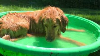 Cão fica felicíssimo por utilizar a piscina