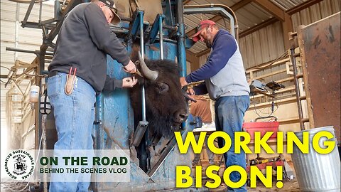 BISON IN A CHUTE! Working Bison at Kansas HQ