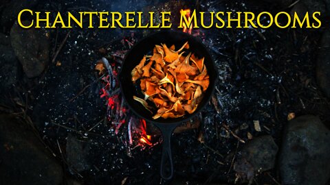 Foraging and Cooking Chanterelle Mushrooms. Hunting and identification. Bushcraft Campfire Cooking