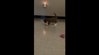 Kitten playing