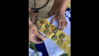Sea Urchin Tapa cloth design
