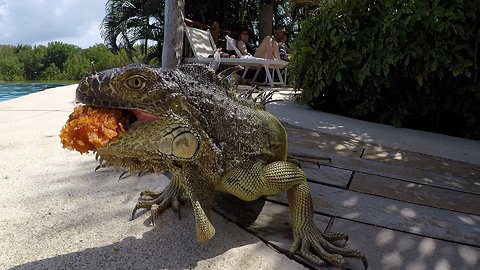 Large Green Iguana Devours Chicken Nugget at the Pool
