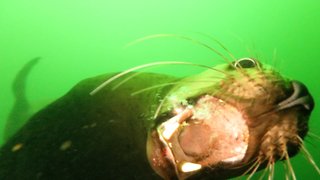 Gigantic sea lions play with scuba divers