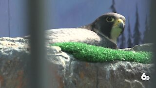 World Center for Birds of Prey to break ground on new building on Earth Day