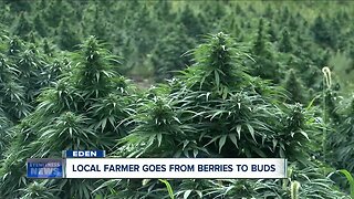 Local farmer goes from berries to buds