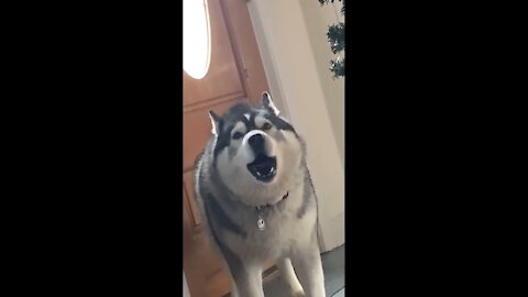 Husky's got something to say but with piano