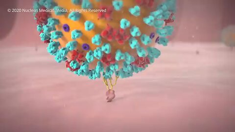 COVID-19 Animation: What Happens If You Get Coronavirus