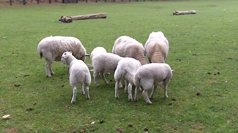 Baby Sheep running around