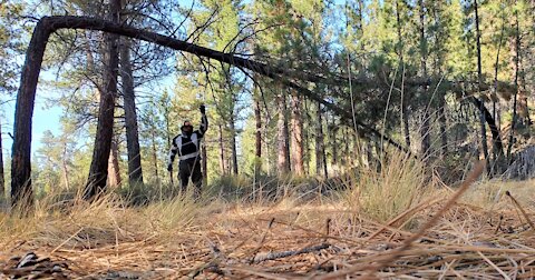 Lassen Tied Trees