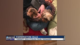 Therapy dog stolen from teenager