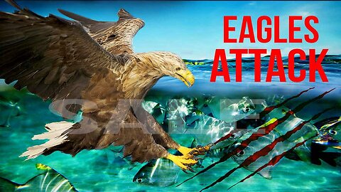The Eagle Dies While Hunting Octopus In The Ocean