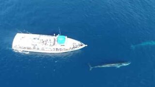 Tourists spot two giant whales in California