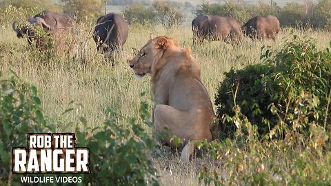 Buffalo Chases Lions! | Maasai Mara Safari | Zebra Plains