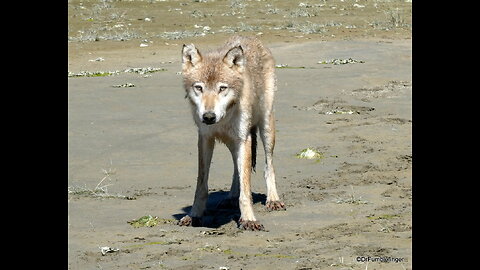 Gray Wolf, Katmai National Park, Alaska