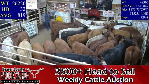 11/8/2022 - Beaver County Stockyards Livestock Auction