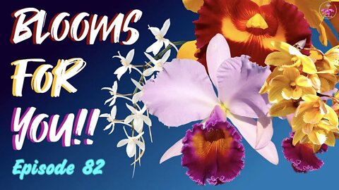 Orchid Updates | Orchid Bloom Dedications | Orchid Blooms for YOU! Episode 82 🌸🌺🌼#OrchidsinBloom