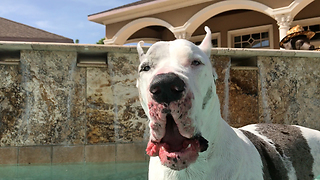 Deaf Great Dane understands hand signal commands