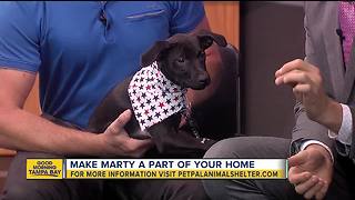 Pet of the week: Marty is a 2-month-old Labrador Retriever mix who needs a loving home