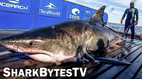 Shark Bytes TV Ep 26, 2nd Largest Great White Ever Tagged Spotted in Gulf of Mexico - Mega Sharks