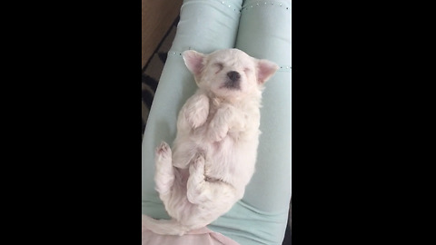 Adorable 3-Week-Old Puppy Sleeps With Paws In The Air