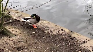 Ce canard pousse son rival à l'eau d'un coup de boule !