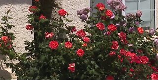 Vegas man proud of rose garden in bloom