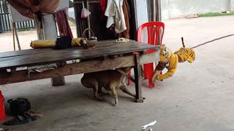 Poor Dogs get pranked by fake Tiger