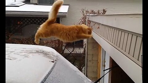 🐱🌟 2 Minutes of Hilarious Cat & Kitten Jumping Fails! 🤣🐾