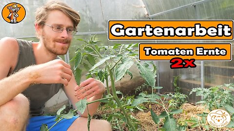 So erntest du viel mehr Tomaten, Gurken & Melonen anbauen, Mischkultur Zucchini | Gartenarbeit