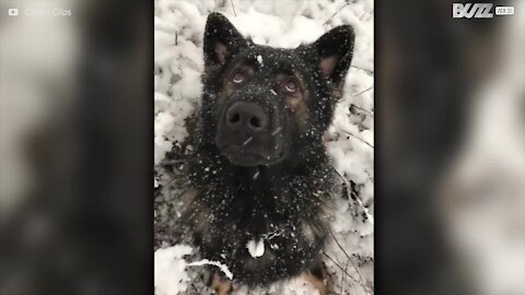 Ce berger allemand adore la neige