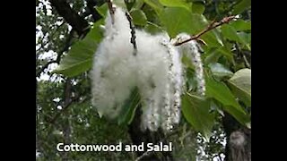 PFTTOT Part 136 Cottonwood and Salal