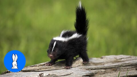 Baby Skunks Trying To Spray - Funniest Compilation :)