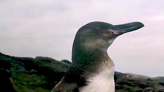 Penguin Comes Close For Friendly Chat With Galapagos Tour Guides