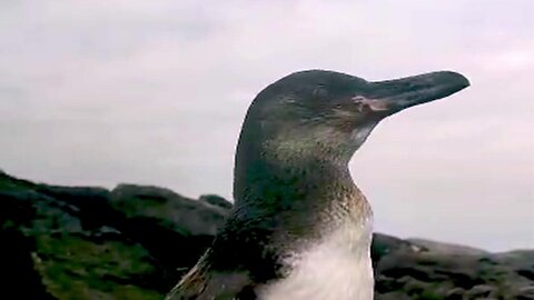 Penguin Comes Close For Friendly Chat With Galapagos Tour Guides