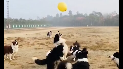 Cute dog Kind of play volleyball