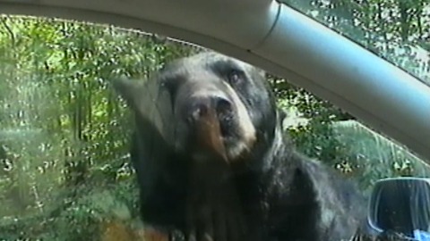 Giant Black Bear Breaks Through Car Window