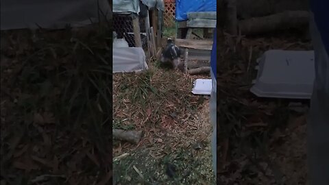 Rooster puts Hen to bed