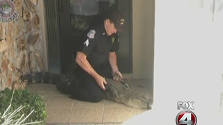 OFFICER CAPTURES GATOR