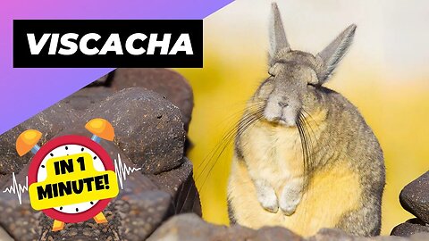 Mountain Viscacha - In 1 Minute! 🐰 Disappointed Little Buddy! | 1 Minute Animals