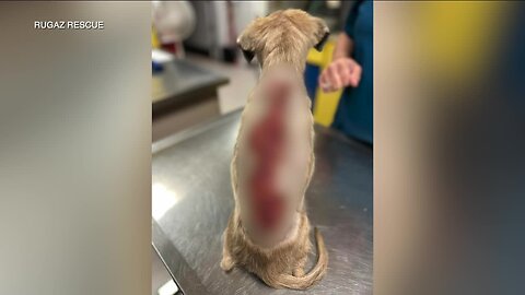 7-week-old old puppy found severely burned in New Port Richey