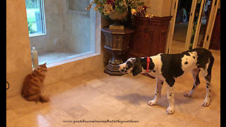 Funny Cat Stares Down Talkative Great Dane Puppy