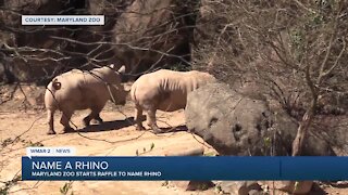 Name A Rhino
