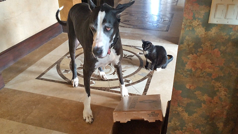 Great Dane plays with cat in a box