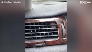 Cette souris est prise au piège dans la grille d'aération d'une voiture