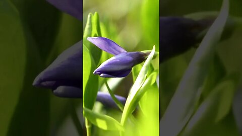 Growing Vinca Minor (Periwinkle) and Its Benefits in the Garden (including natural erosion control!)