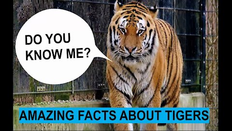 Incredible Facts about Tiger