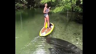 Paddle boarding with a beautiful manatee! 😍