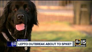 Leptospirosis making resurgence in Valley; concerns for dogs, people