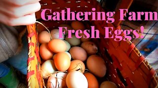 Gathering Fresh Eggs on the Farm